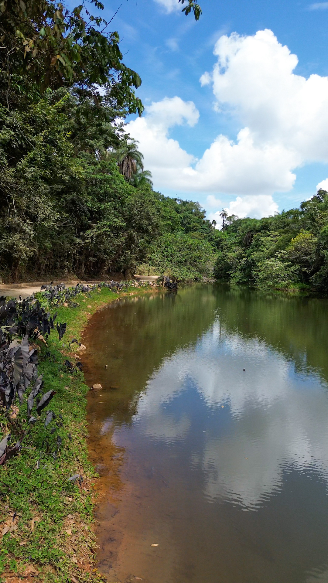 Reflexos da mata no espelho d'água
